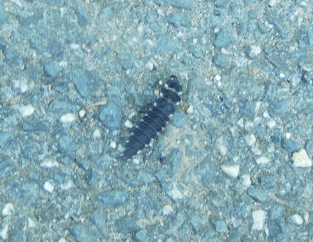 Lampyridae: larva