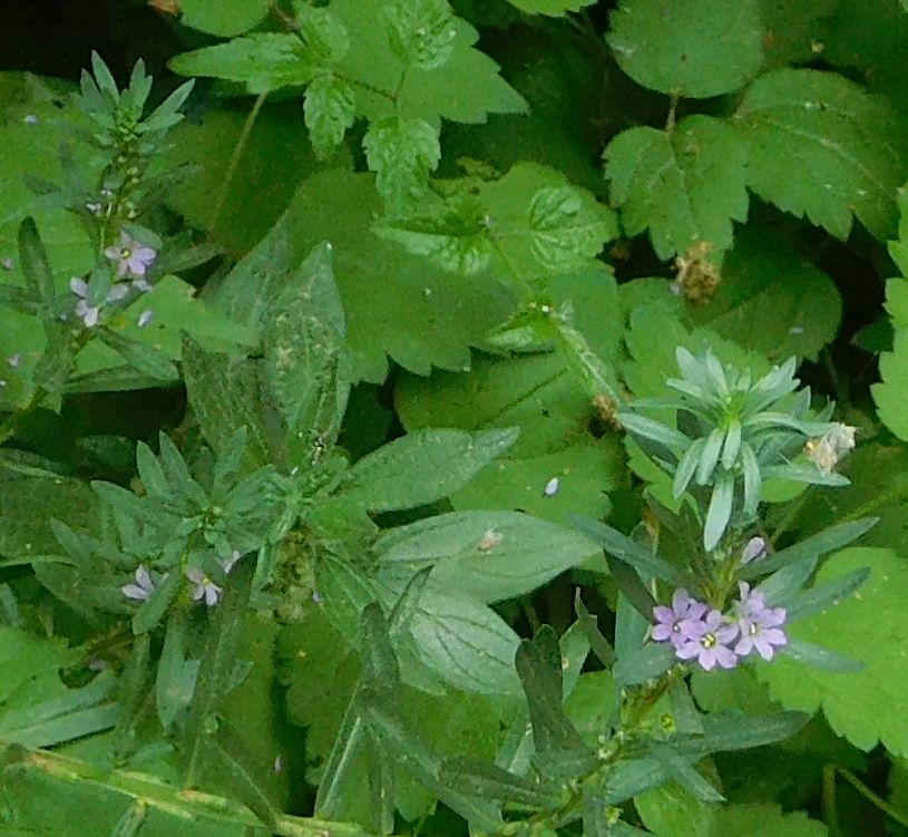 Lythrum cfr. junceum (Lythraceae)