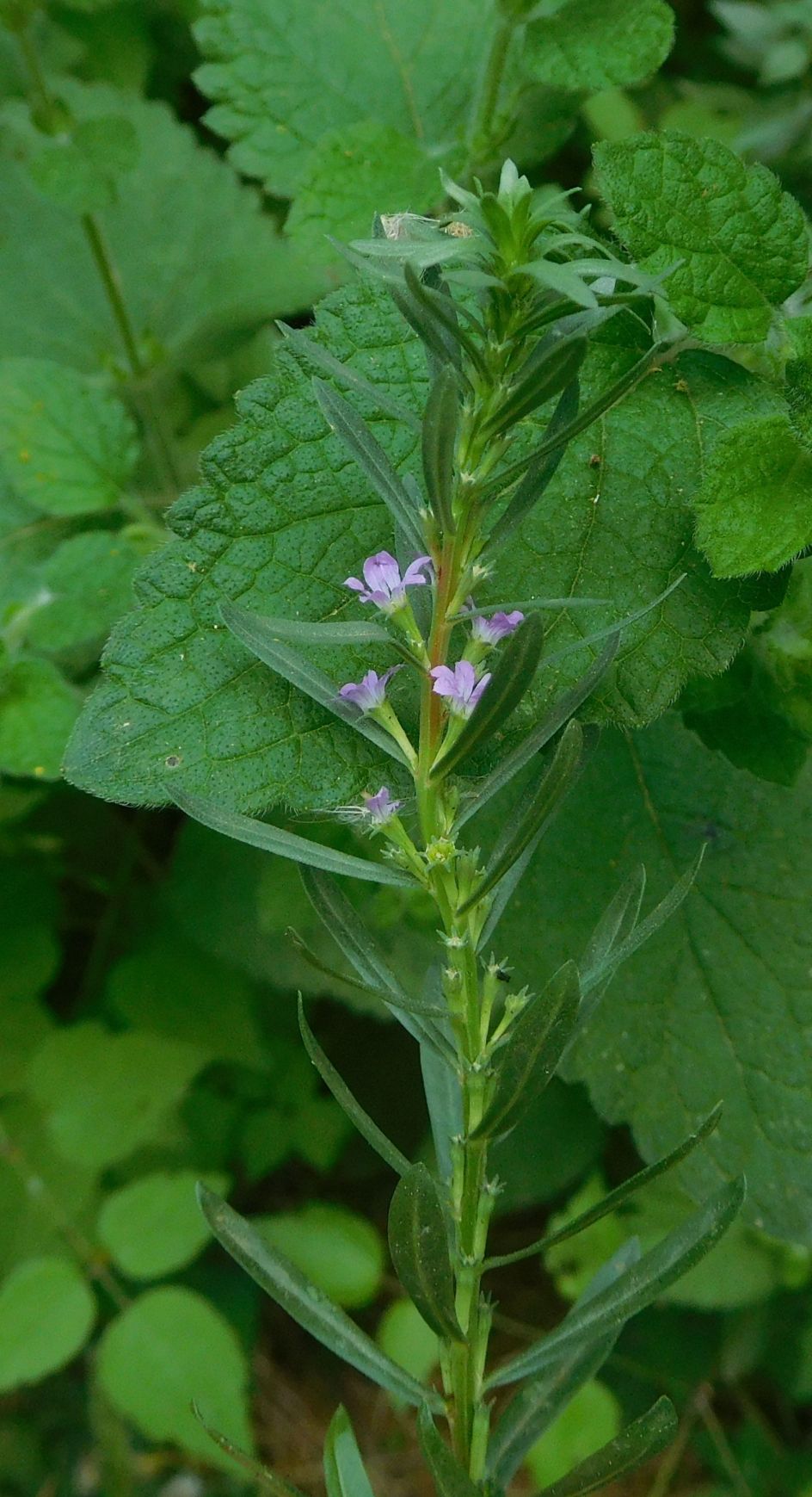 Lythrum cfr. junceum (Lythraceae)