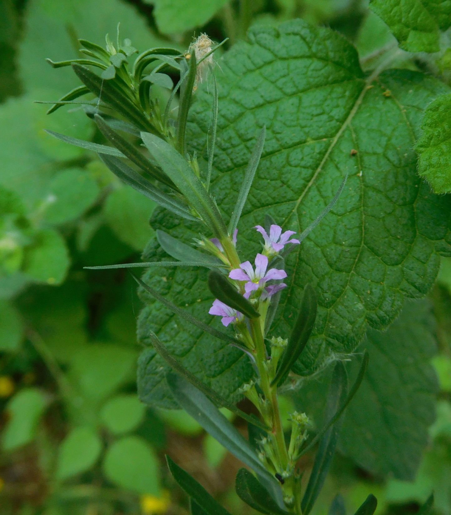 Lythrum cfr. junceum (Lythraceae)