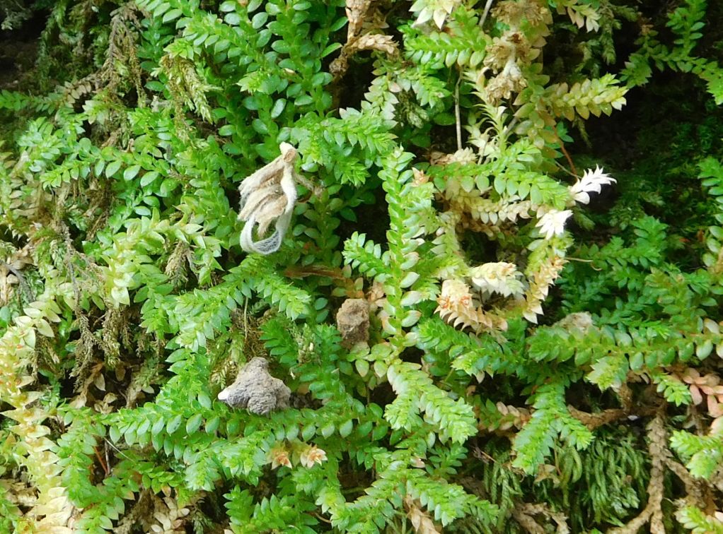 Selaginella denticulata  (Selaginellaceae)