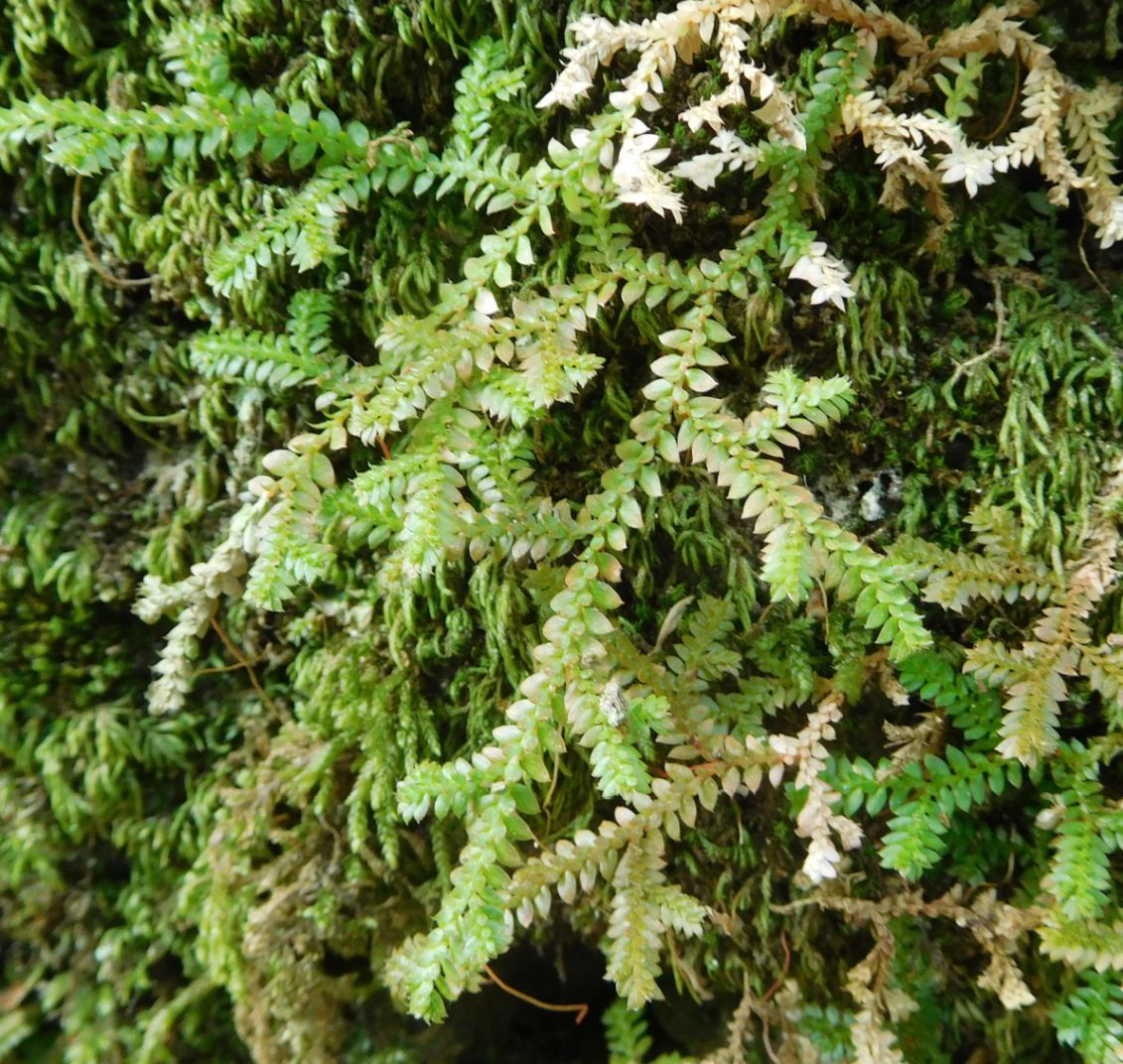 Selaginella denticulata  (Selaginellaceae)