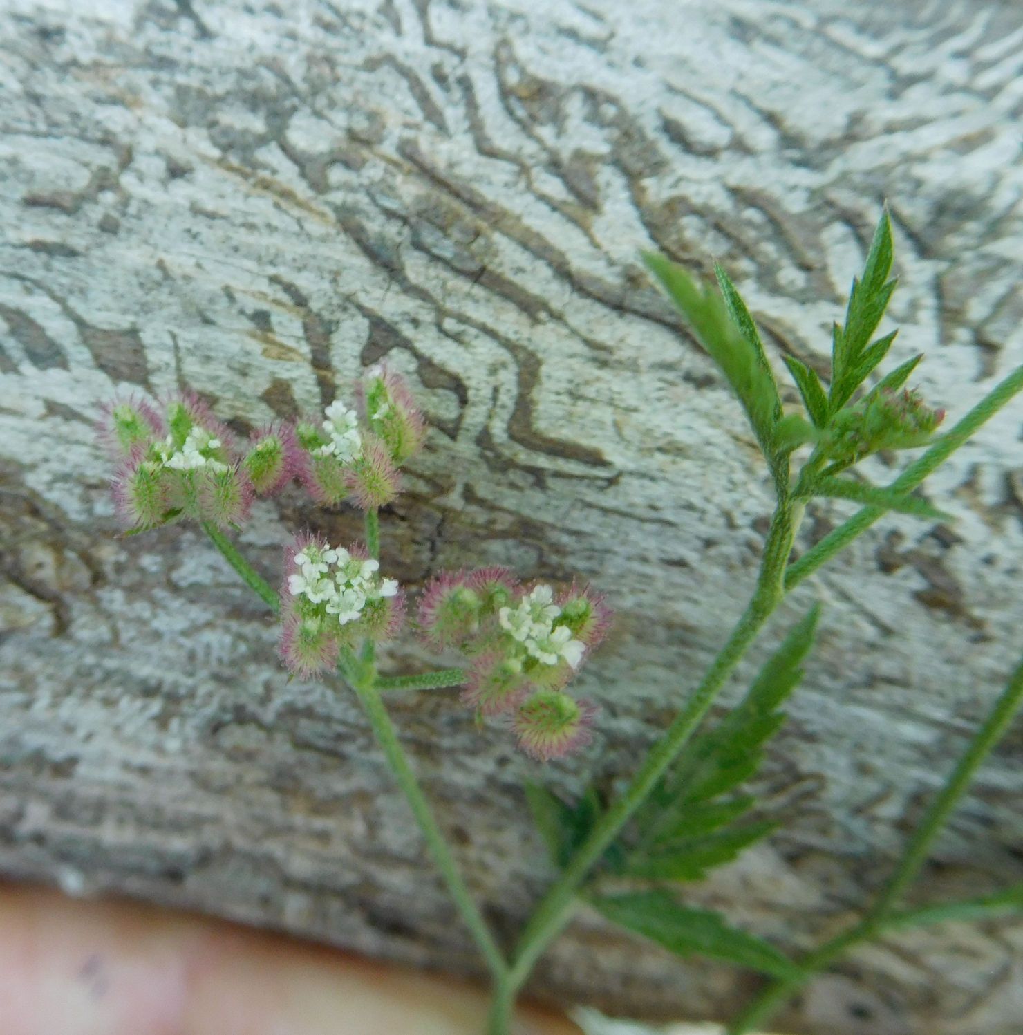 Torilis arvensis