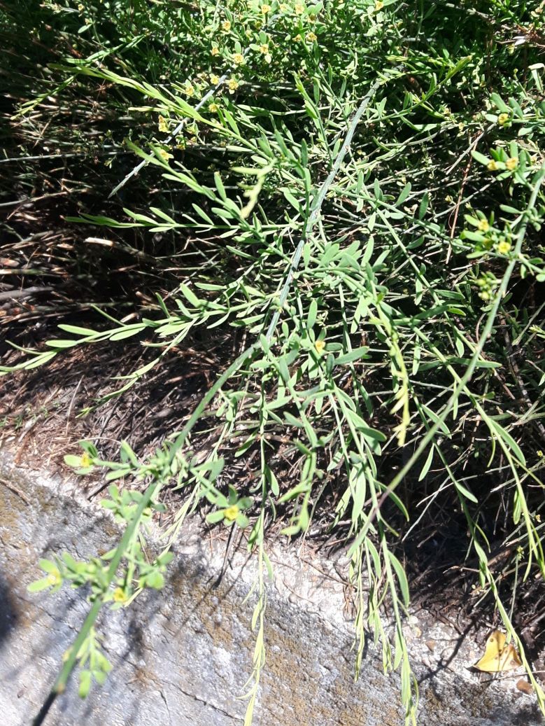 Osyris alba (Santalaceae)