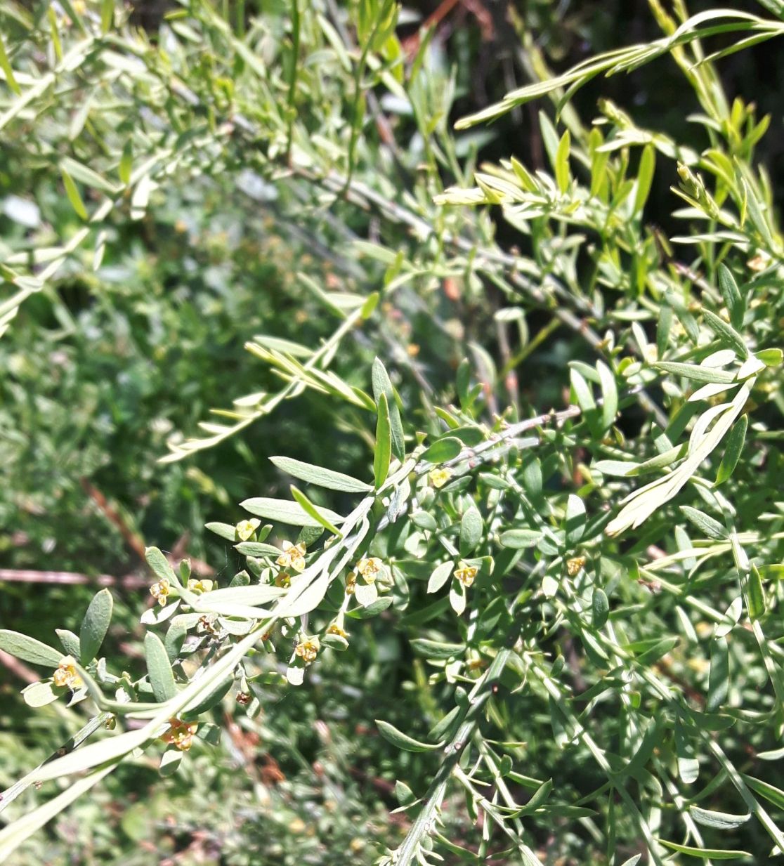 Osyris alba (Santalaceae)