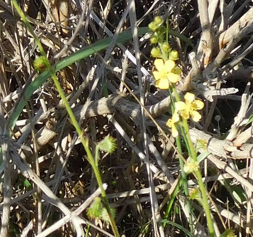 Agrimonia eupatoria (Rosaceae)