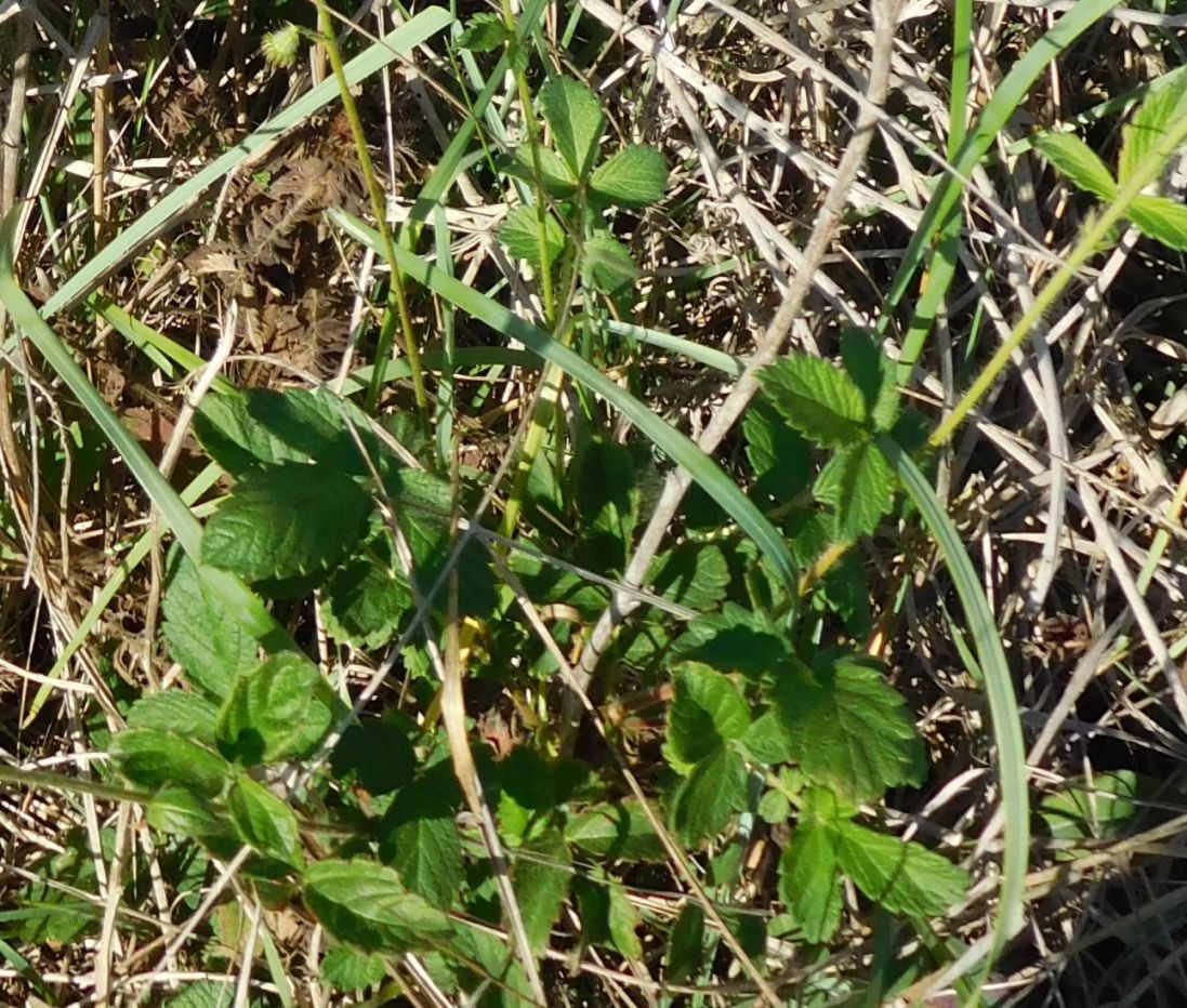 Agrimonia eupatoria (Rosaceae)