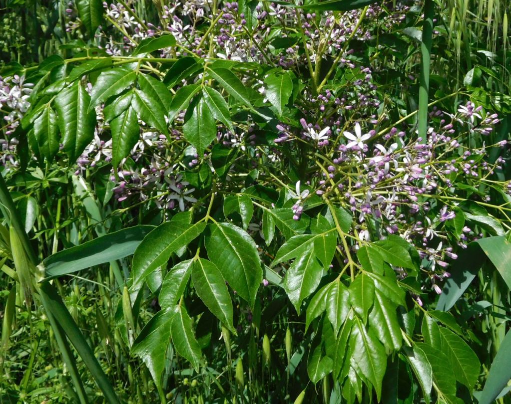 Melia azedarach  / Albero da rosari