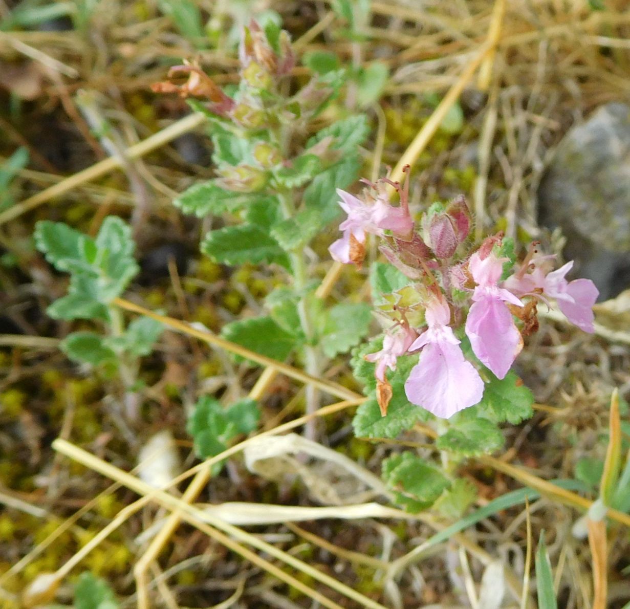 Teucrium chamaedrys (Lamiaceae)