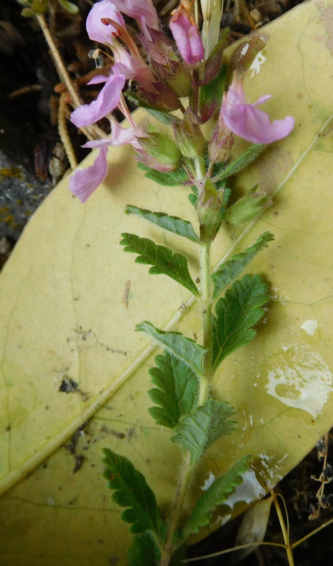 Teucrium chamaedrys (Lamiaceae)