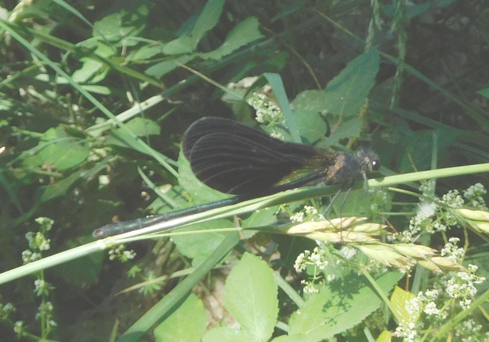 coppia di Calopteryx haemorrhoidalis