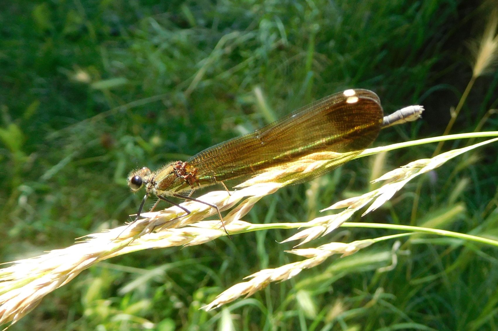 coppia di Calopteryx haemorrhoidalis