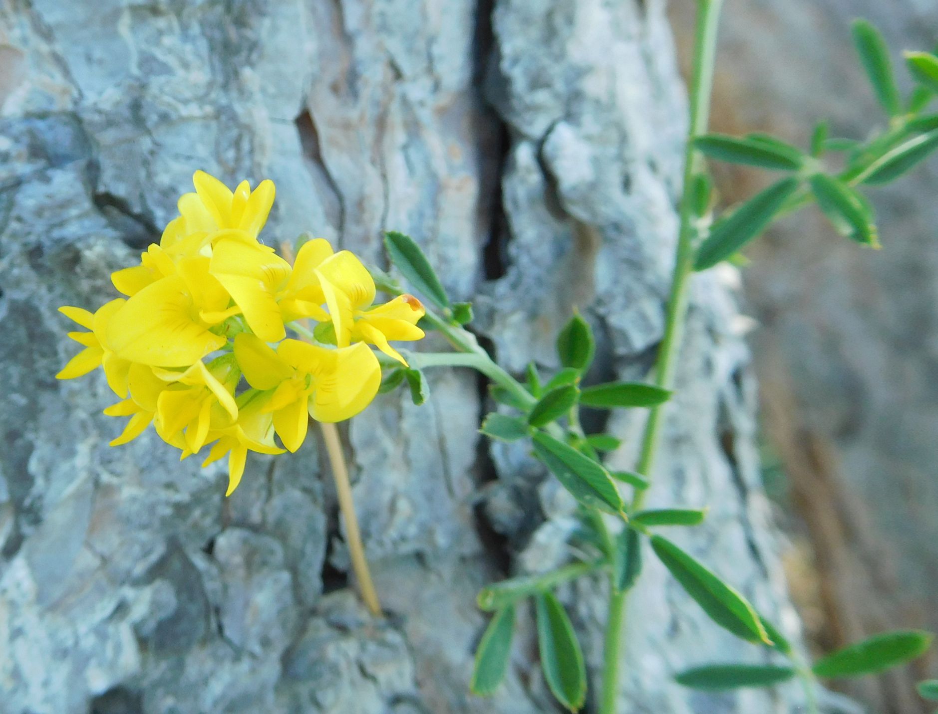 Medicago falcata