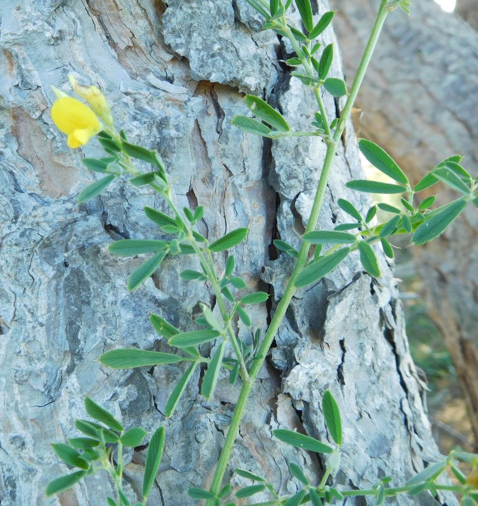 Medicago falcata