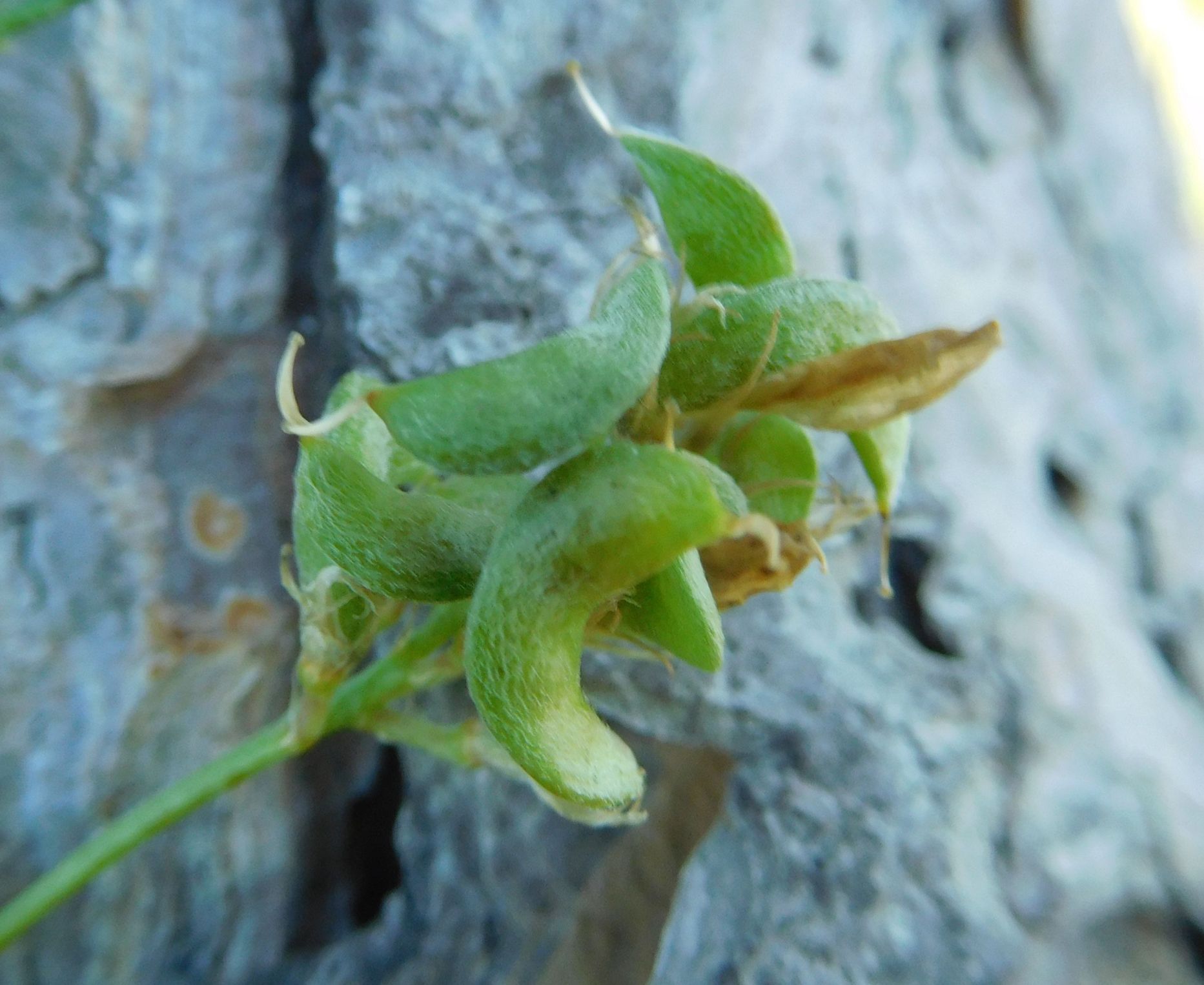 Medicago falcata