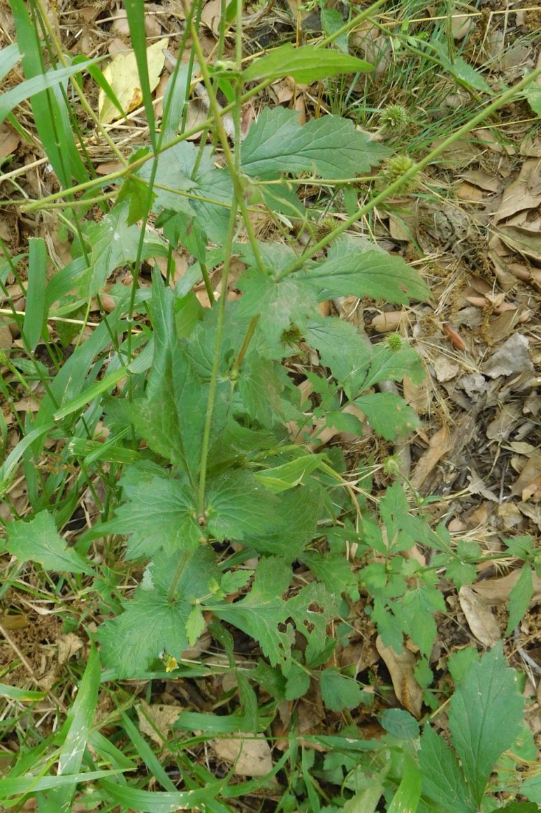 Geum urbanum (Rosaceae)