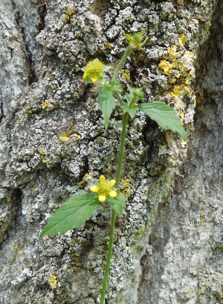 Geum urbanum (Rosaceae)