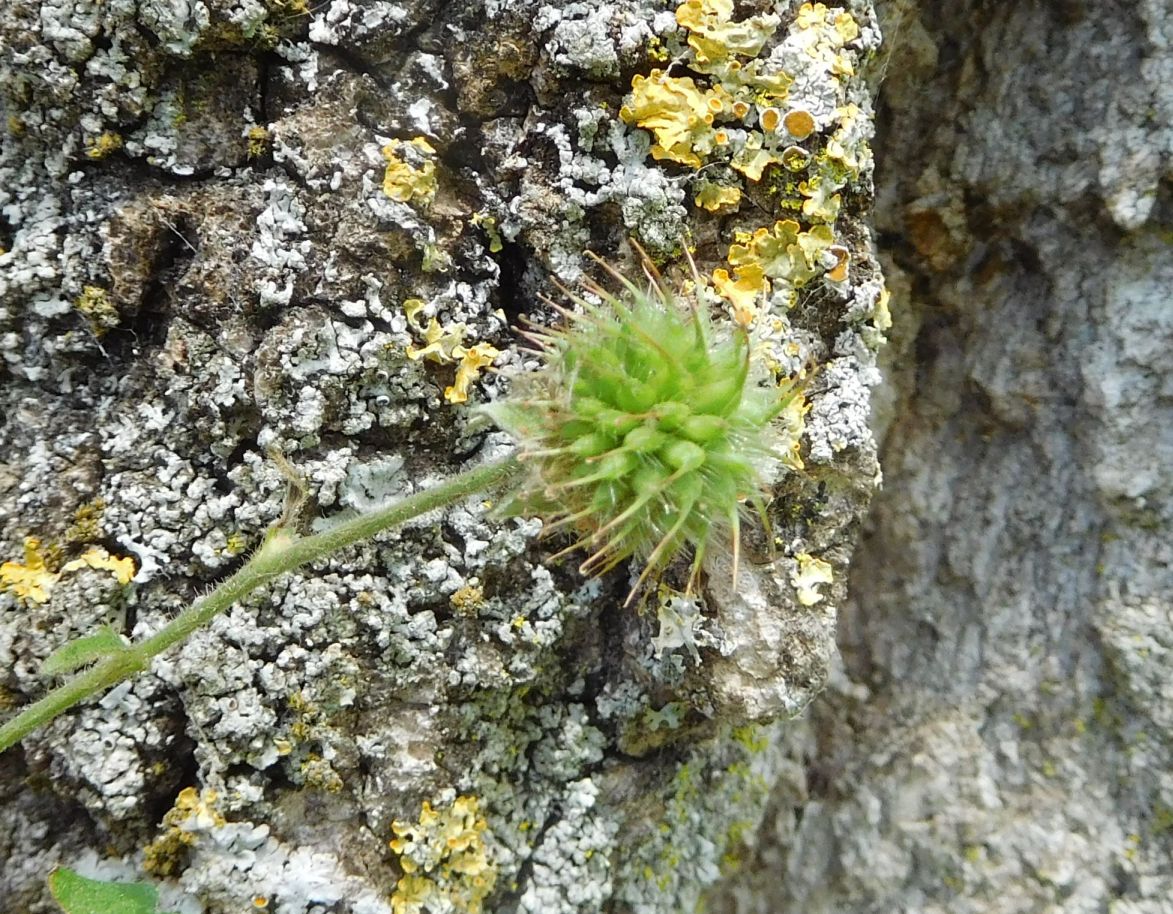 Geum urbanum (Rosaceae)