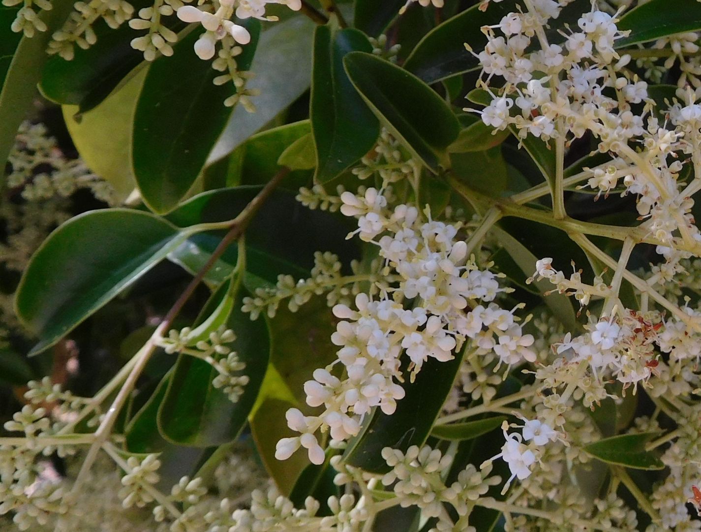 Ligustrum lucidum (Oleaceae)