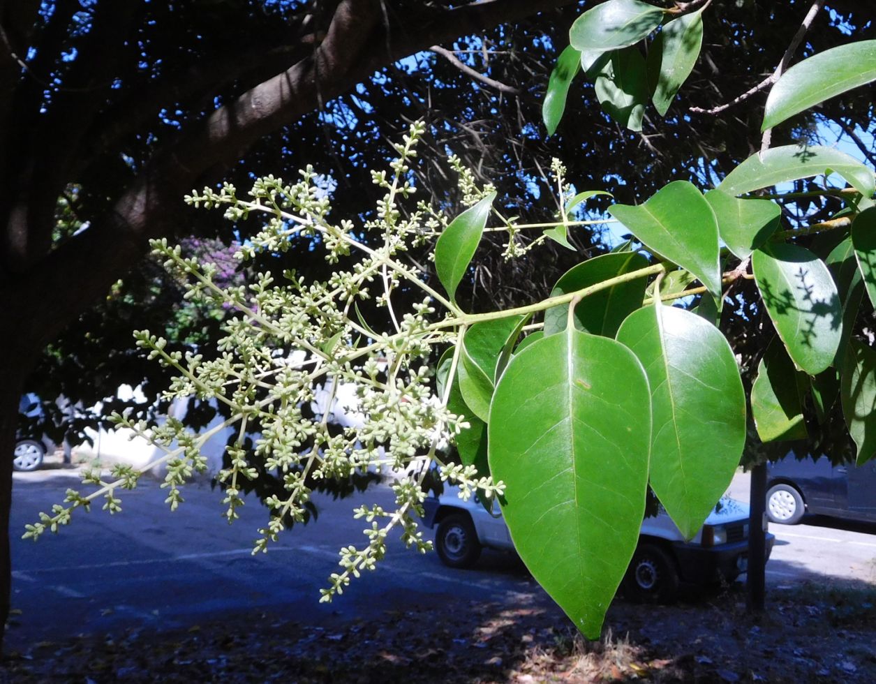 Ligustrum lucidum (Oleaceae)