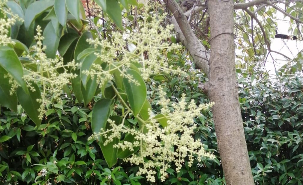 Ligustrum lucidum (Oleaceae)