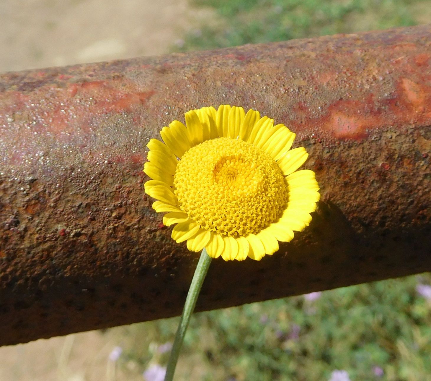 Asteraceae: Cota tinctoria