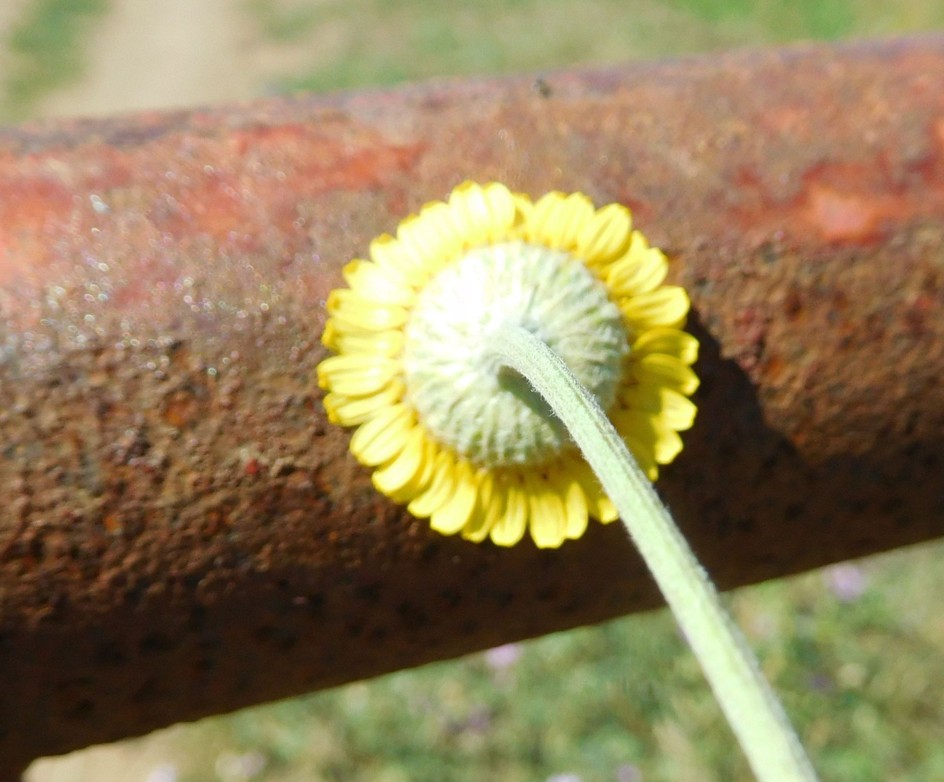 Asteraceae: Cota tinctoria