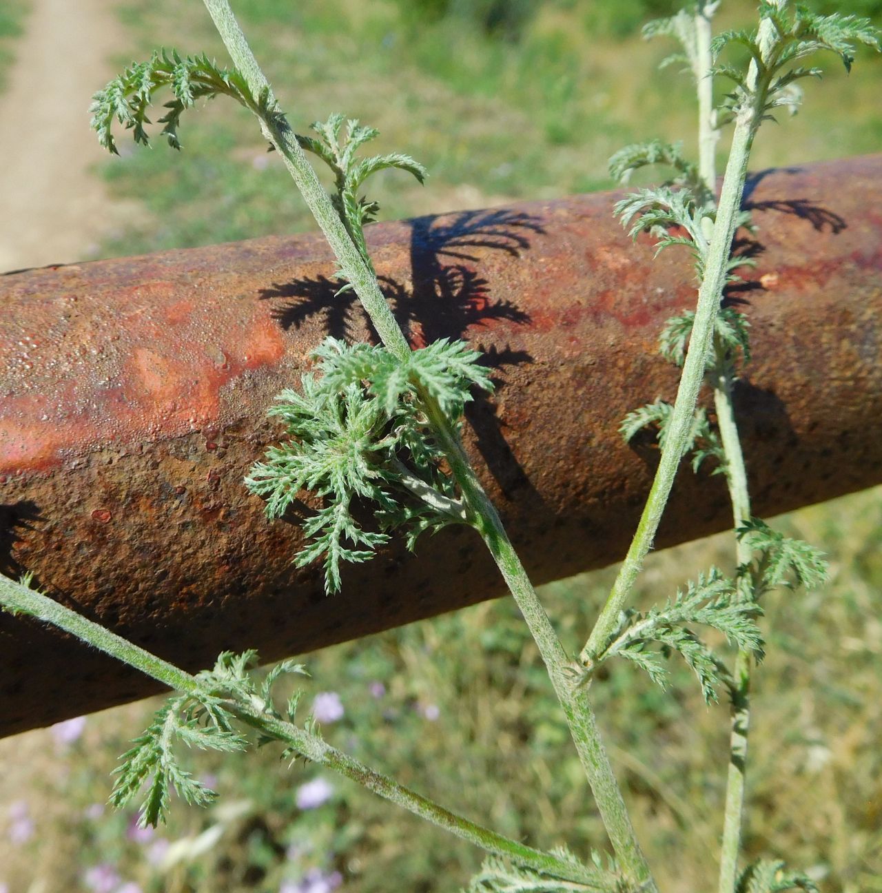 Asteraceae: Cota tinctoria