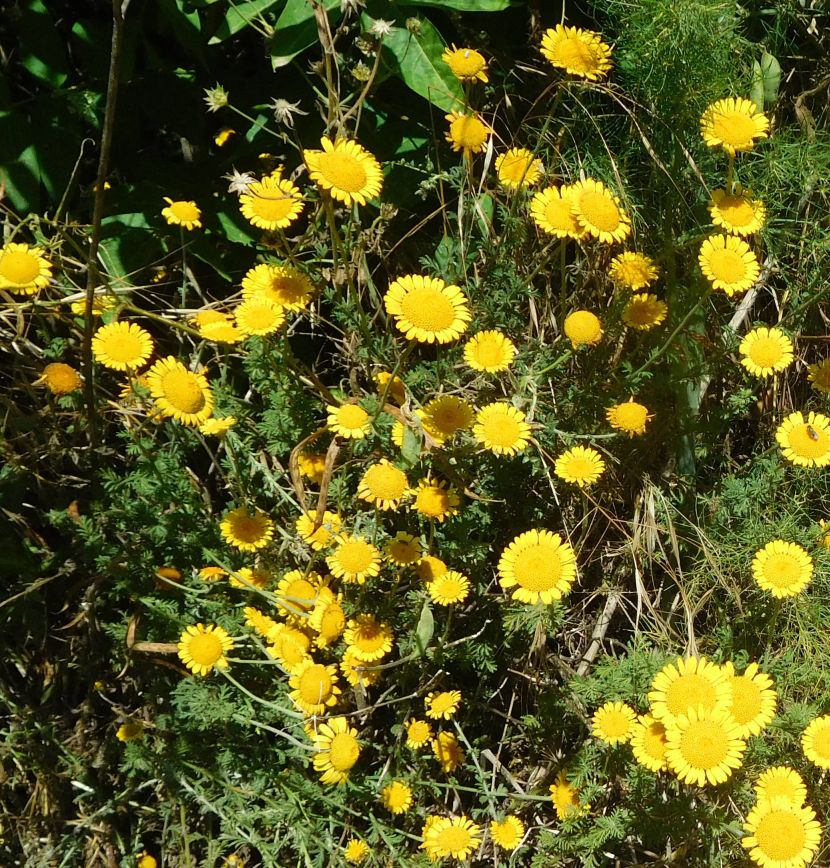 Asteraceae: Cota tinctoria