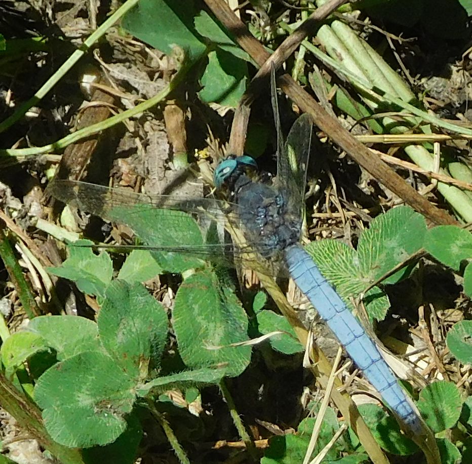 Orthetrum coerulescens, maschio