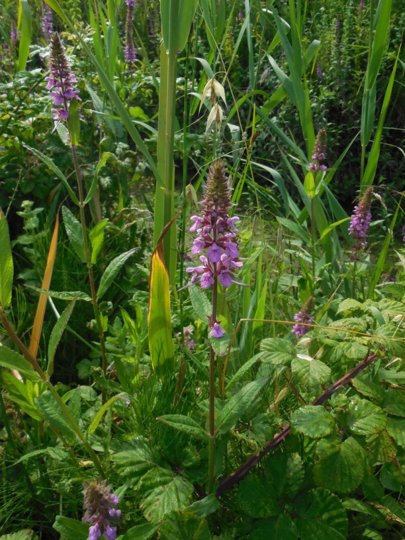 Stachys palustris (Lamiaceae)