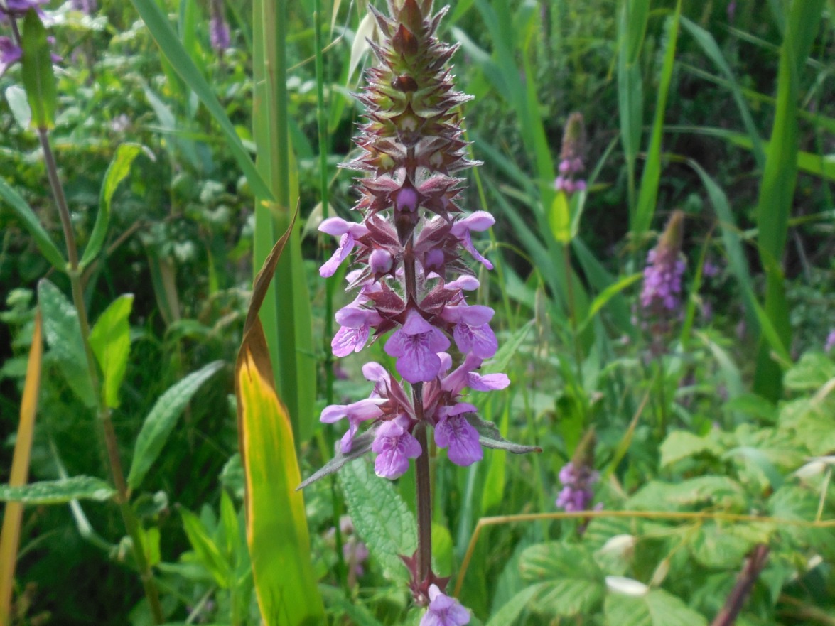 Stachys palustris (Lamiaceae)