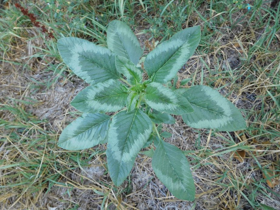 Amaranthus sp.