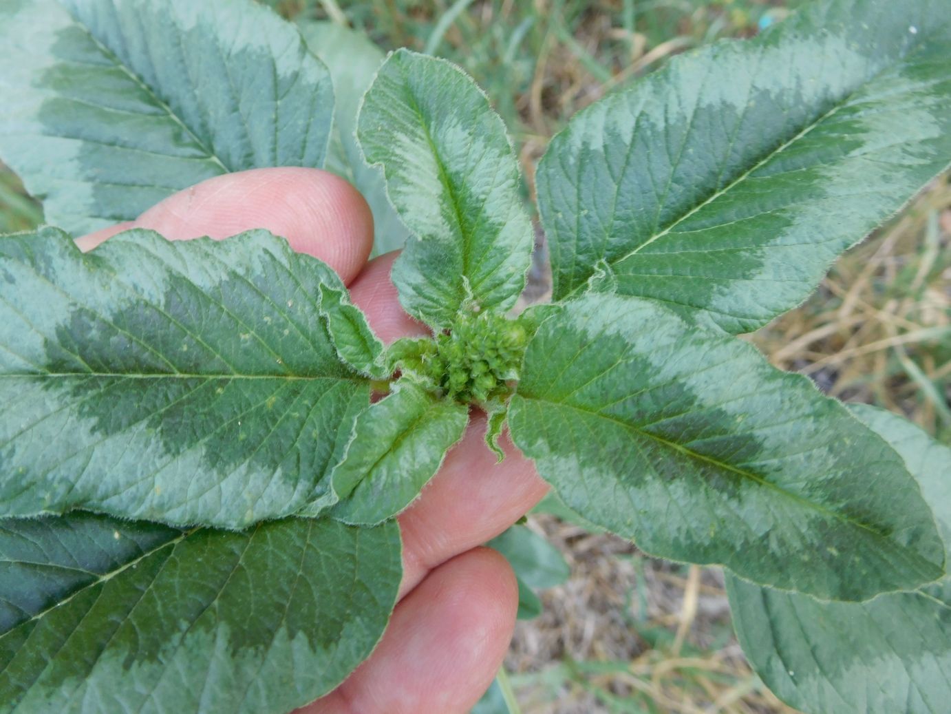 Amaranthus sp.