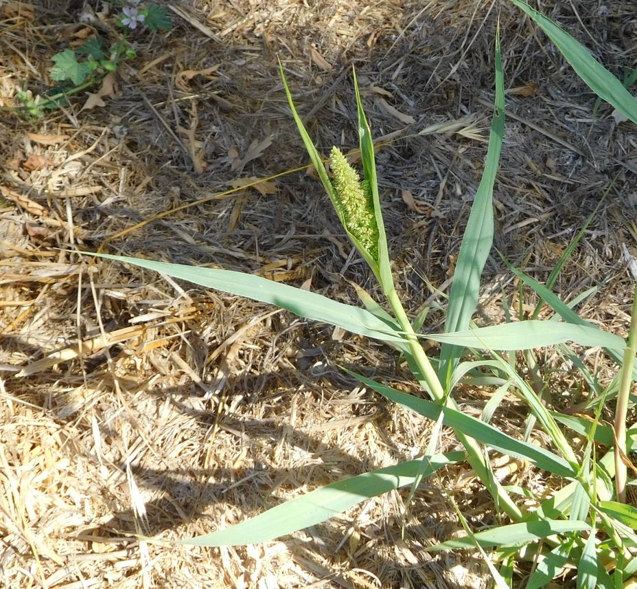 Poaceae:  Setaria sp.