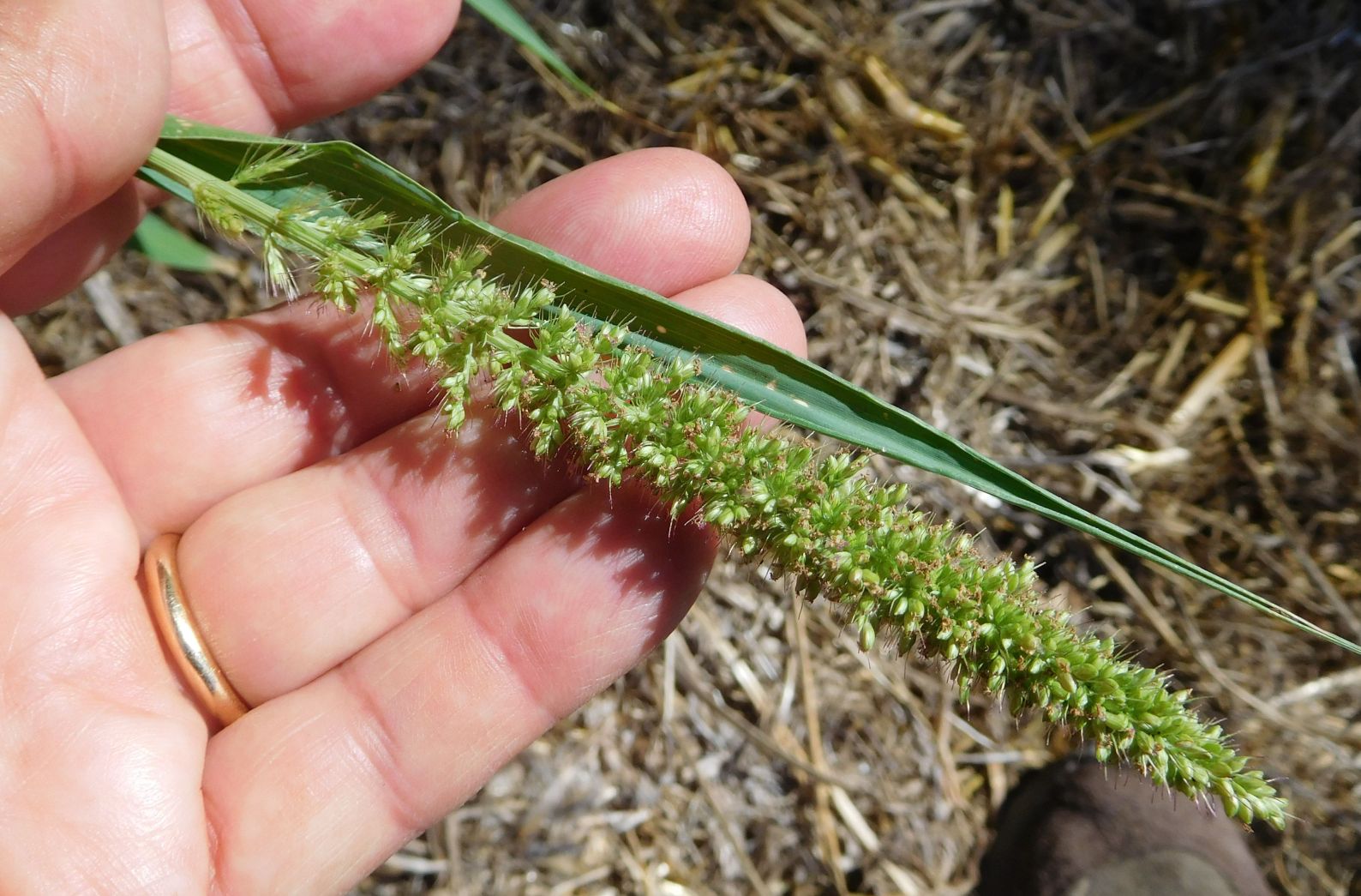 Poaceae:  Setaria sp.