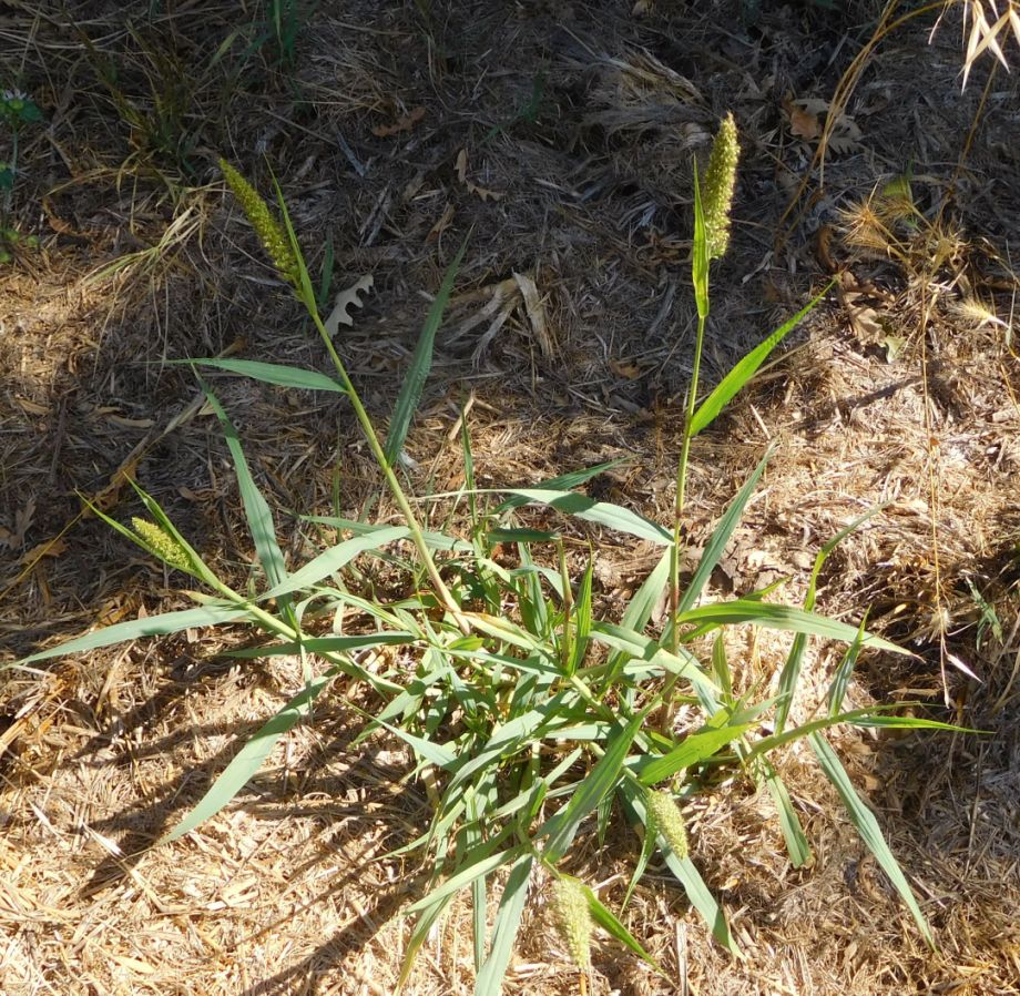 Poaceae:  Setaria sp.