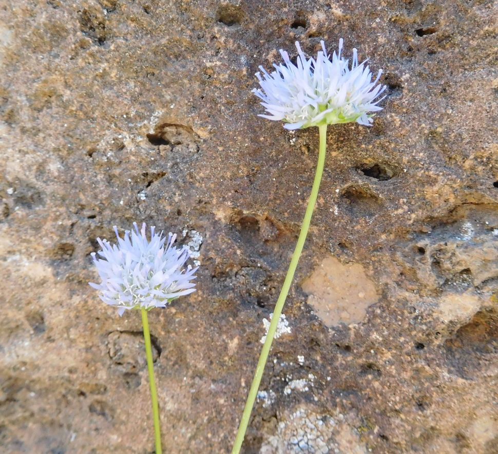 Jasione montana / Vedovella