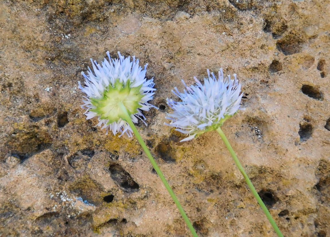 Jasione montana / Vedovella