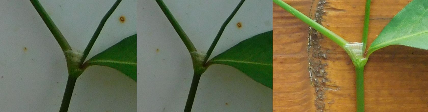 Persicaria lapathifolia / Poligono nodoso