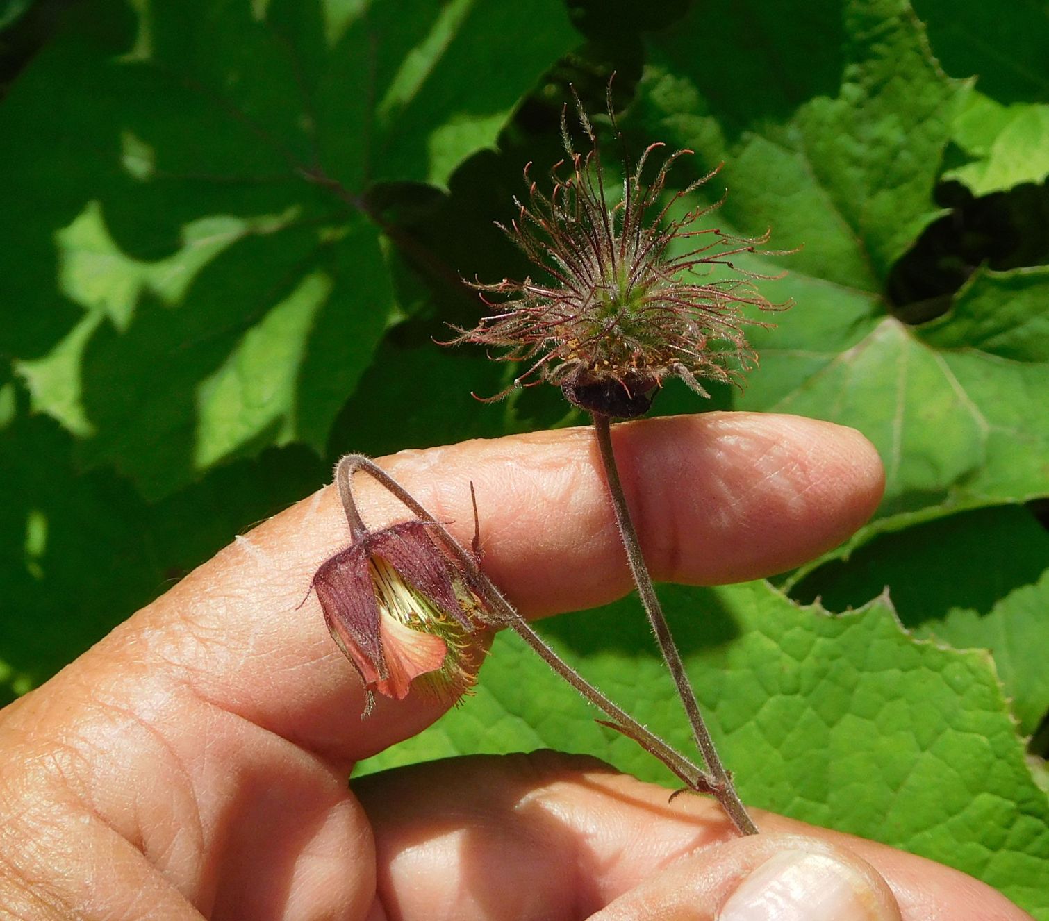 Geum rivale