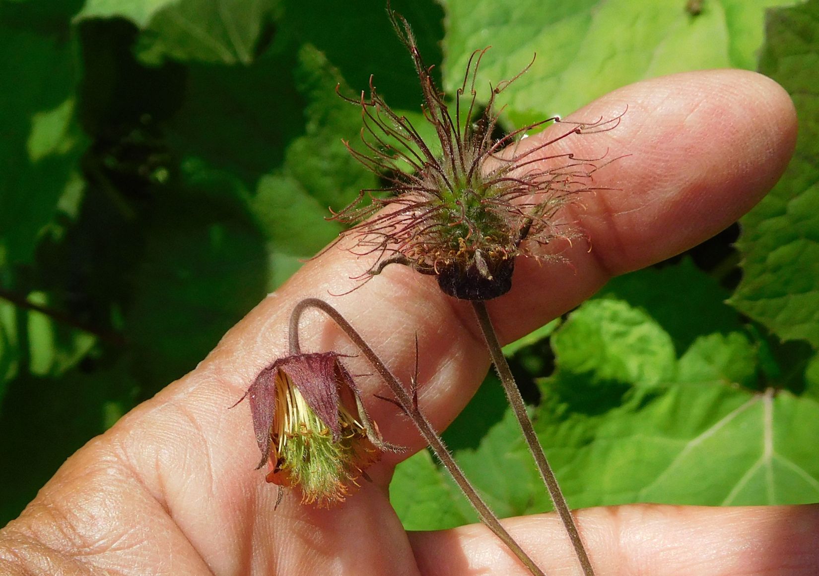 Geum rivale