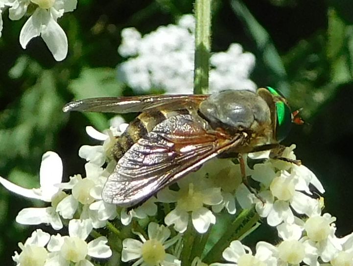 Tabanidae: Philipomyia sp., femmina (cfr.)