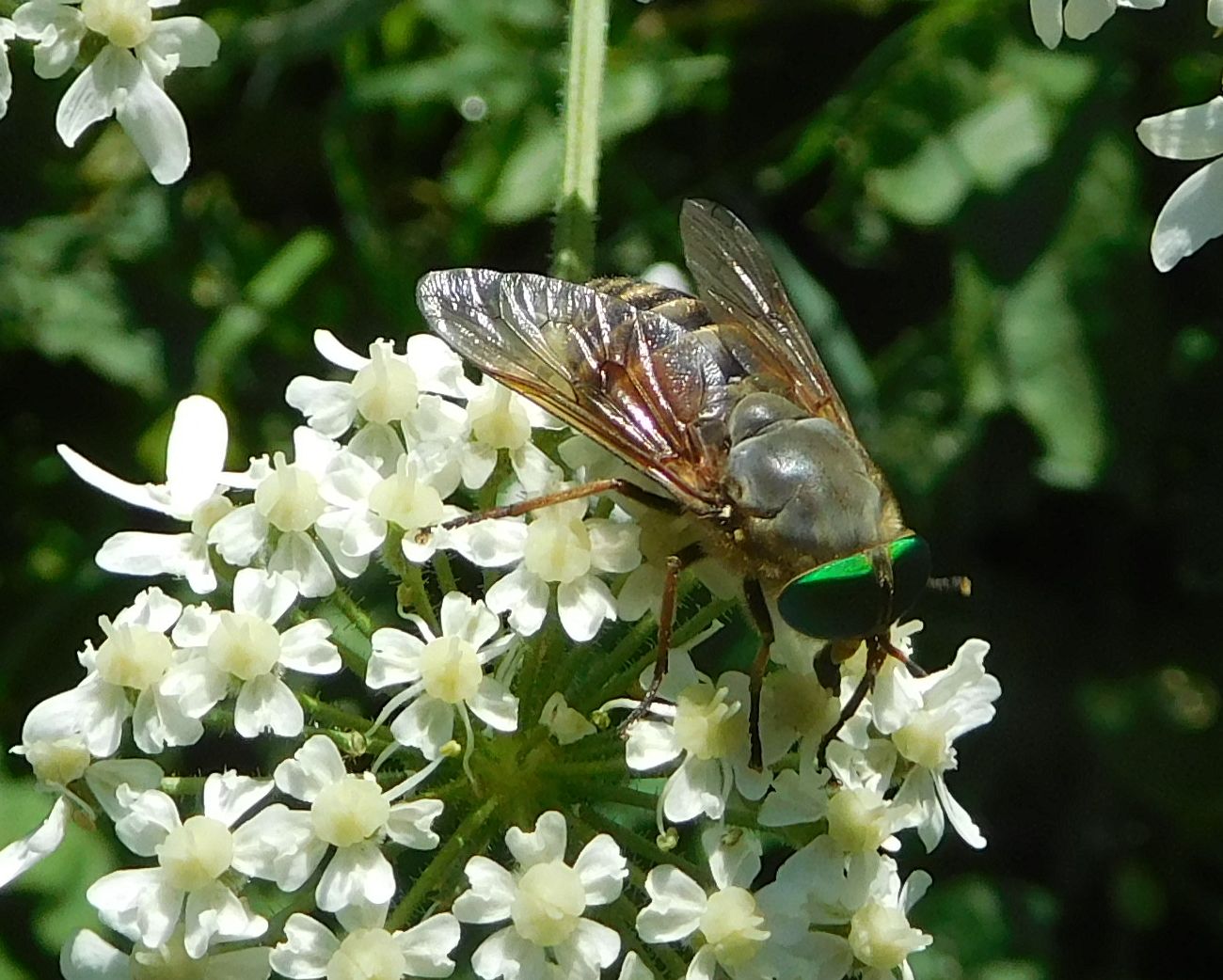 Tabanidae: Philipomyia sp., femmina (cfr.)