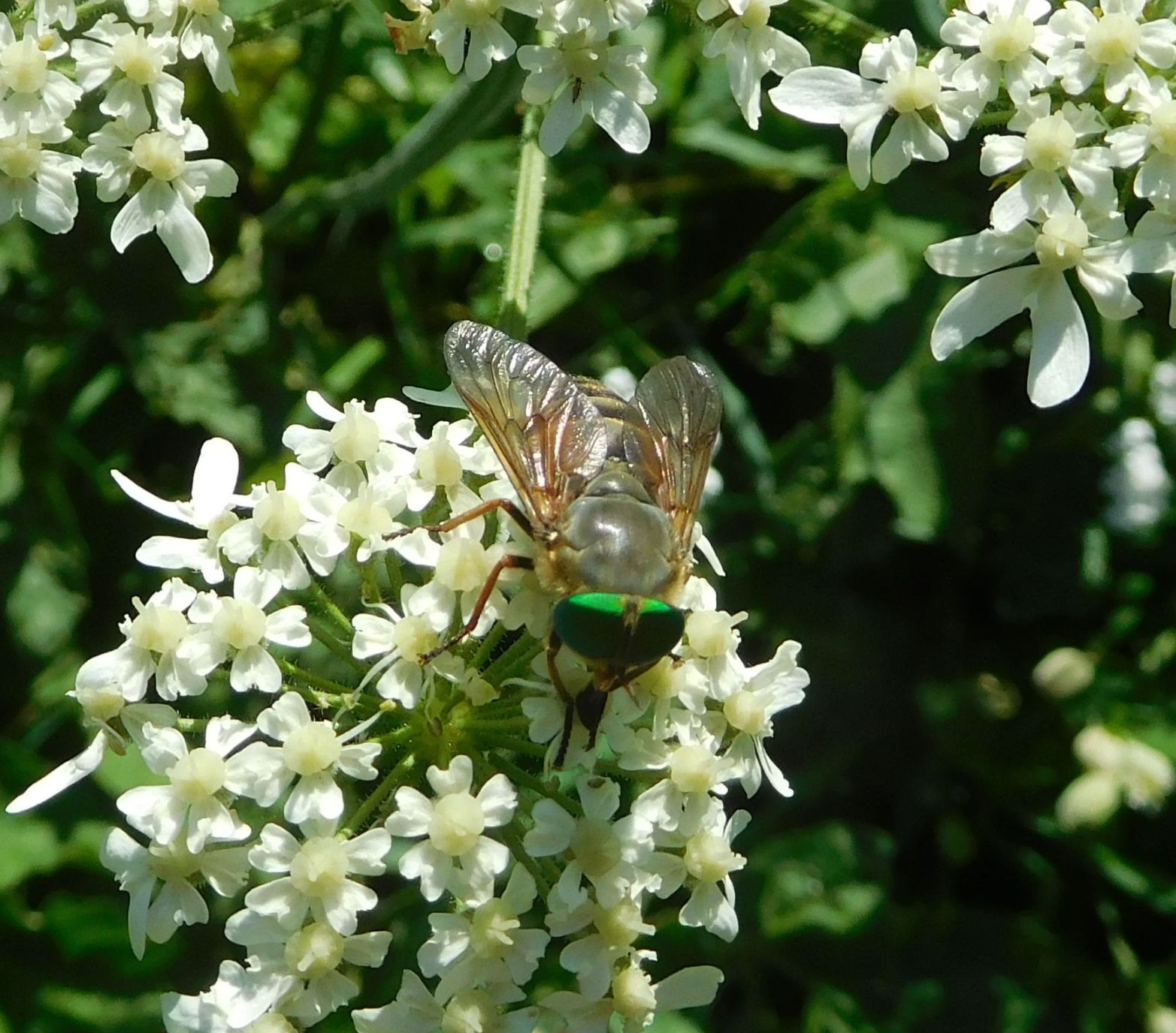 Tabanidae: Philipomyia sp., femmina (cfr.)