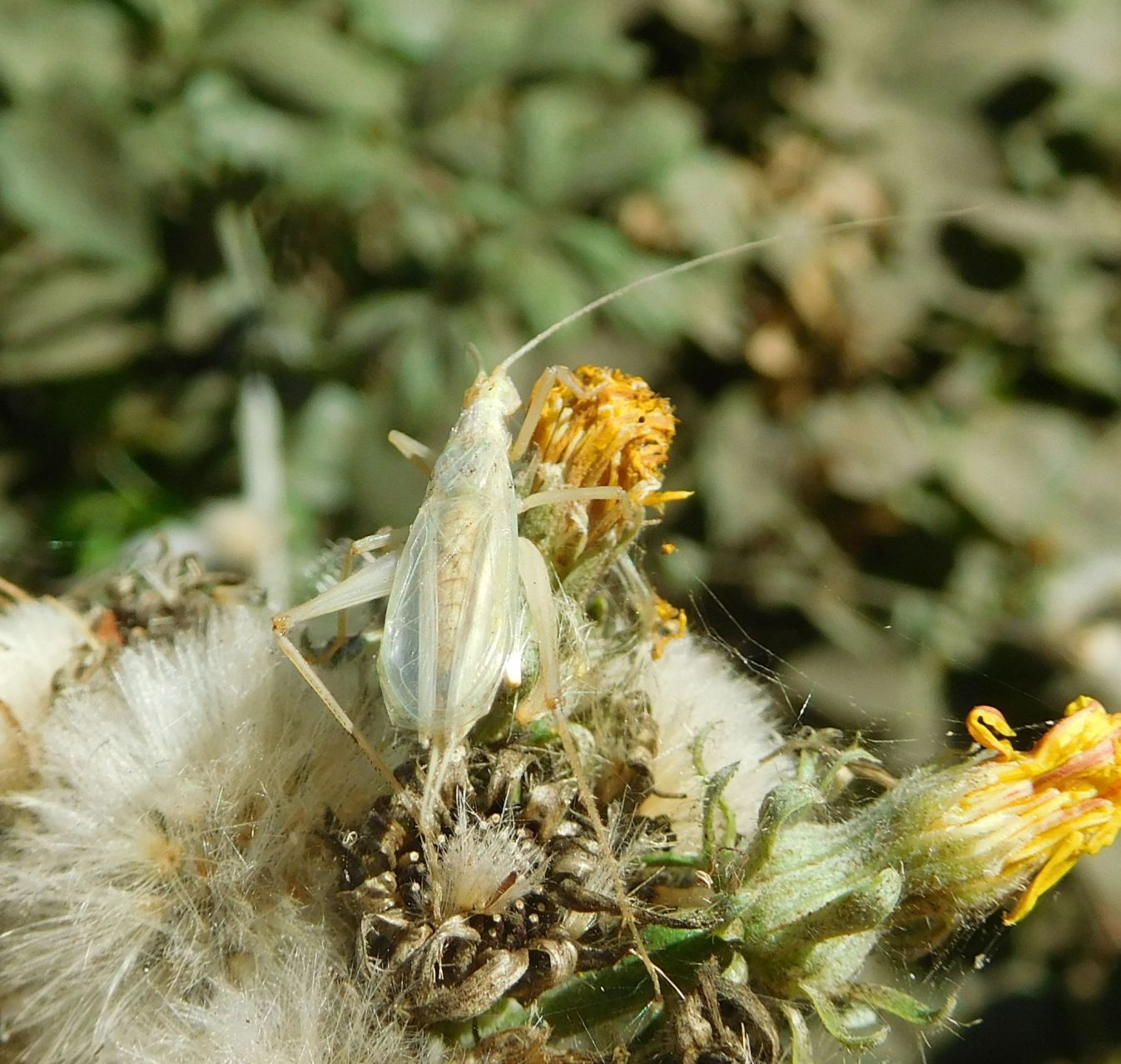 Oecanthus sp.  (Oecanthidae)