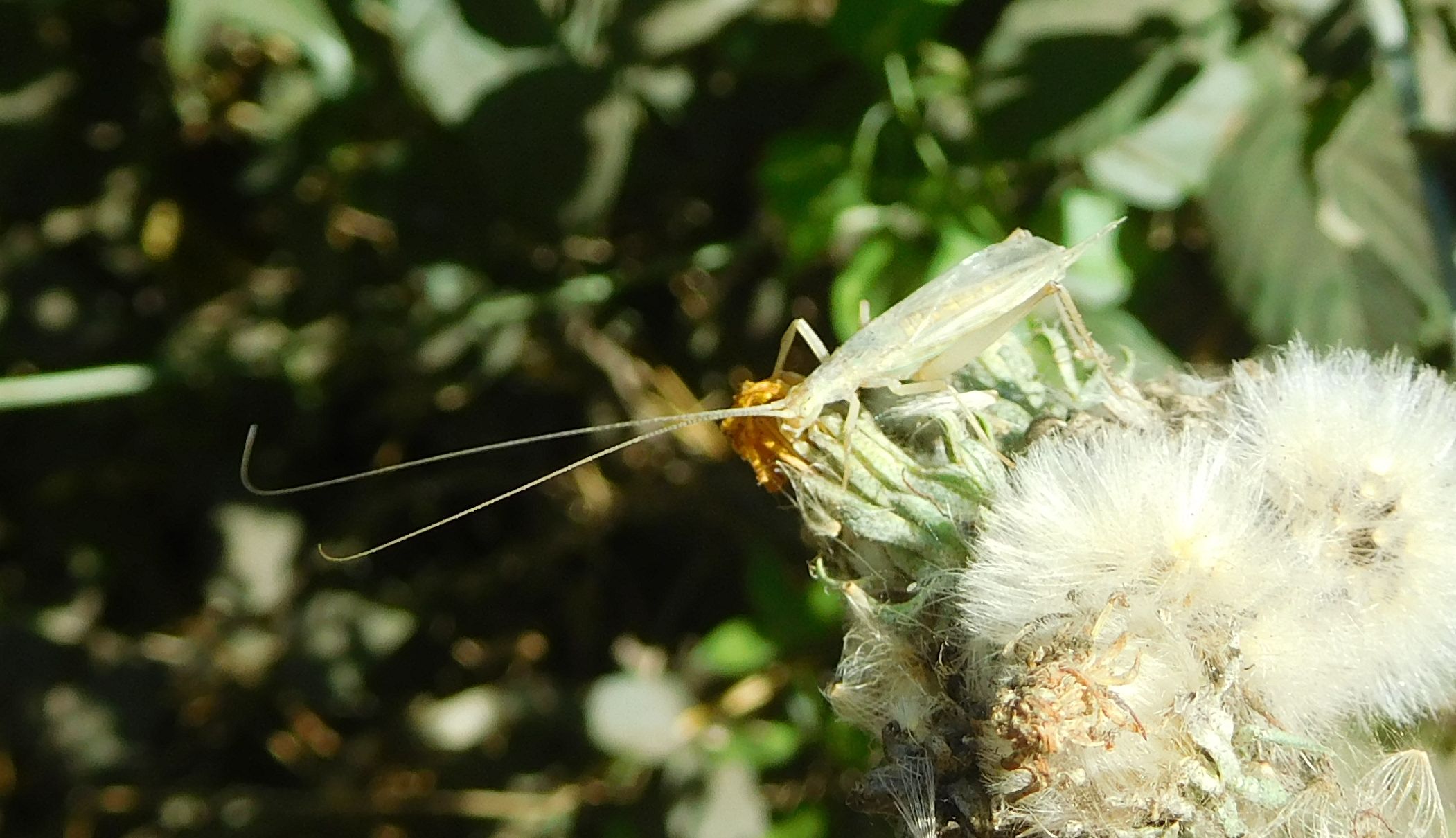 Oecanthus sp.  (Oecanthidae)