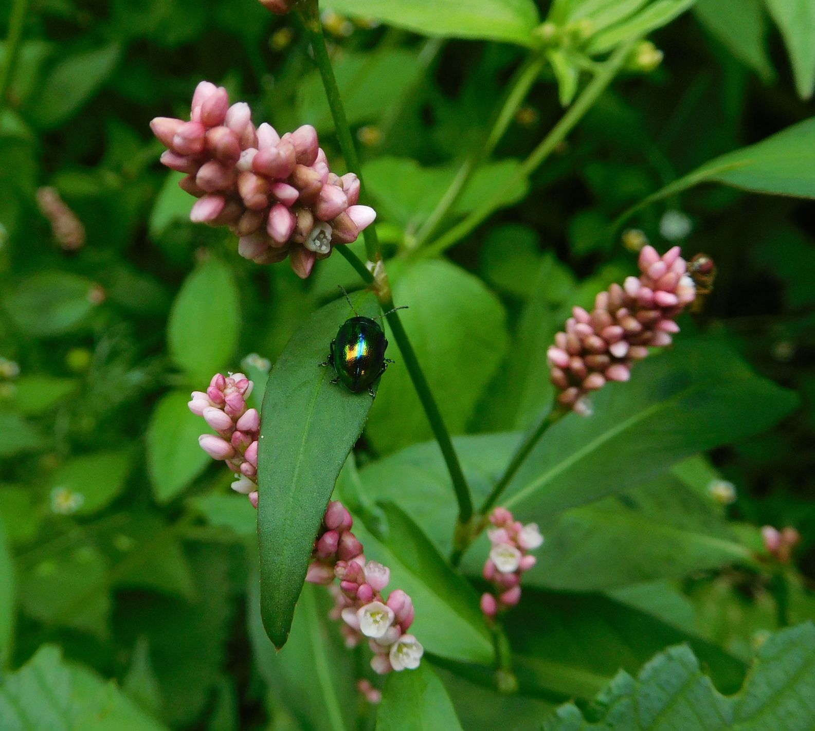 Persicaria lapathifolia / Poligono nodoso