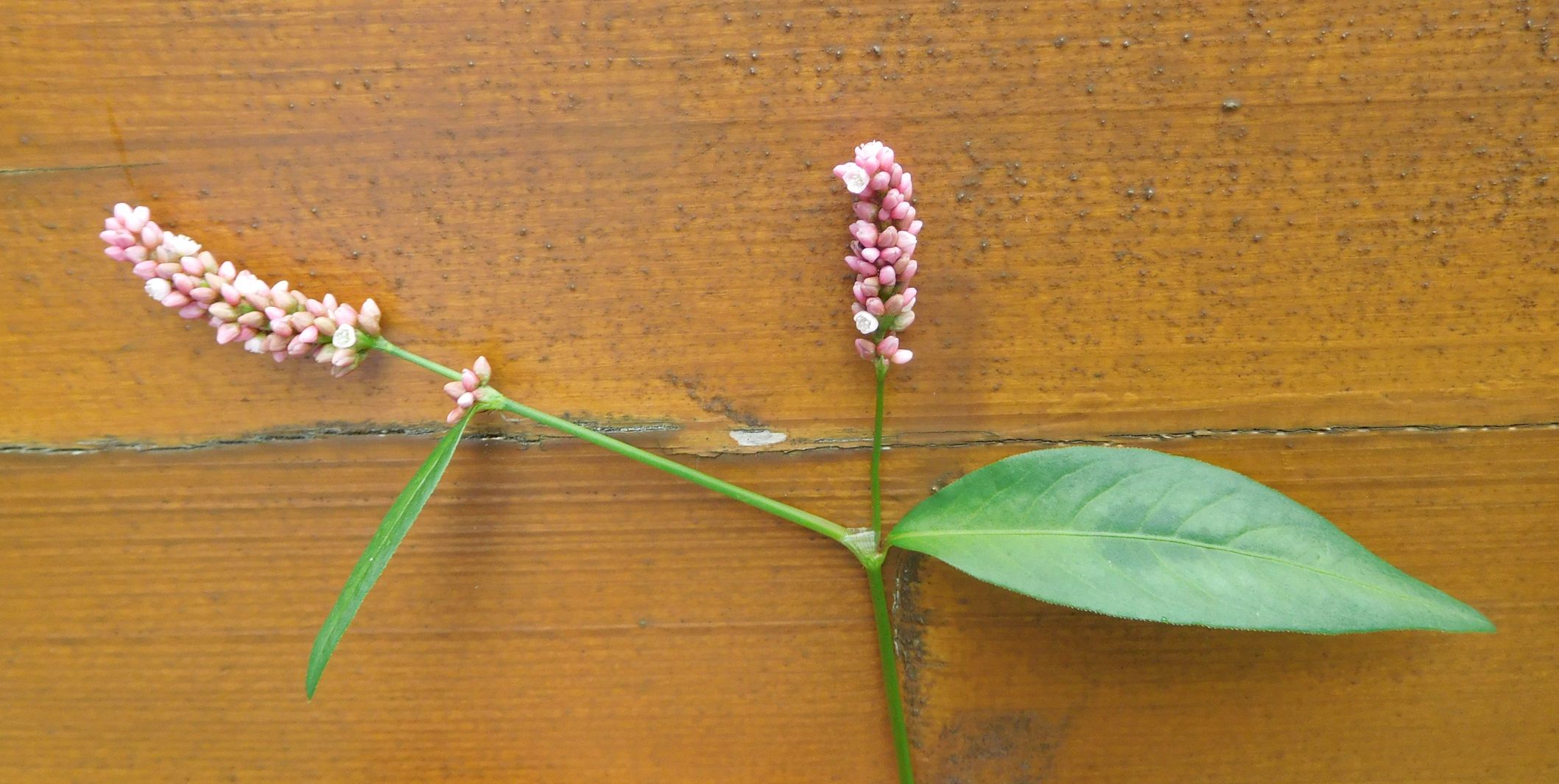 Persicaria lapathifolia / Poligono nodoso