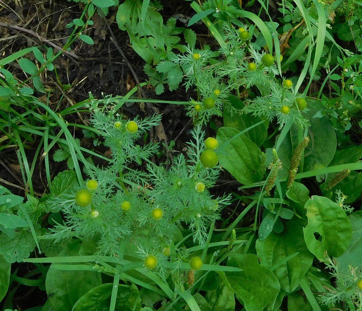 Matricaria discoidea / Falsa camomilla